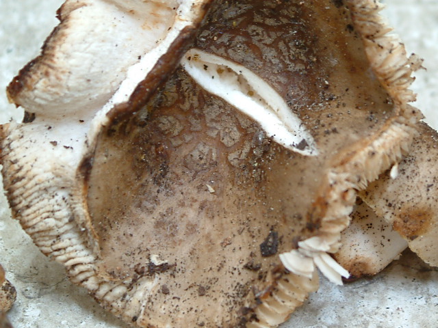 Russula isignis